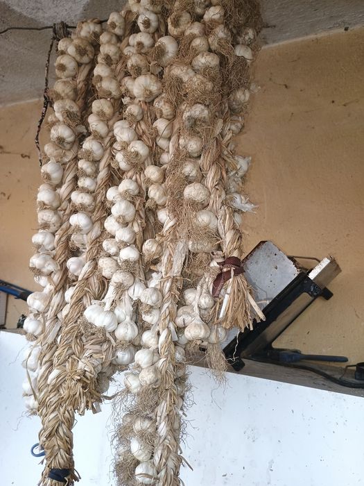 Продавам домашен чесън