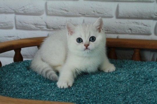 Серебристые шиншиллы. Страйты и фолд