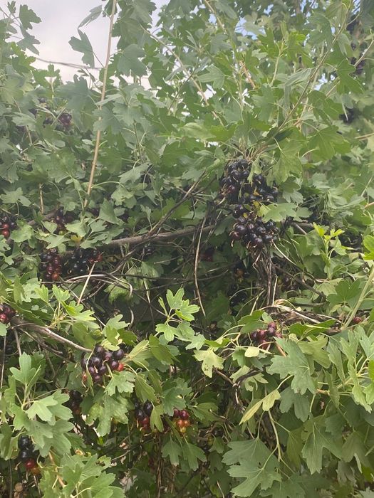 Продам смородину