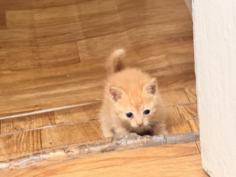 Котята бесплатно