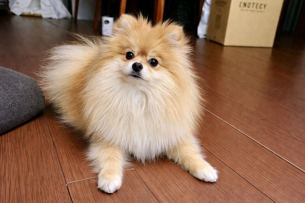 Маленькая крошка шпиц ждет своего человека