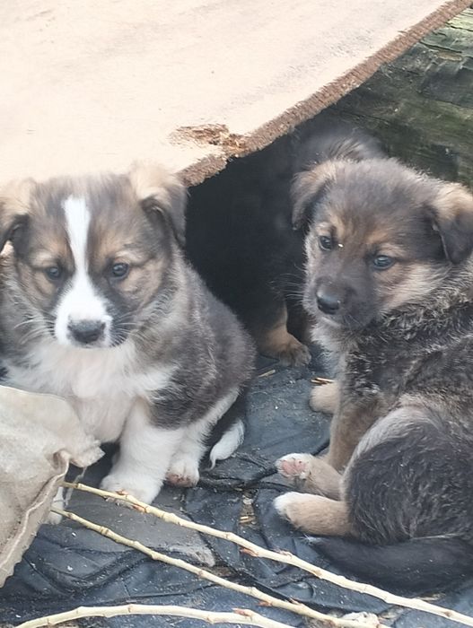 Отдам щенков в хорошие руки