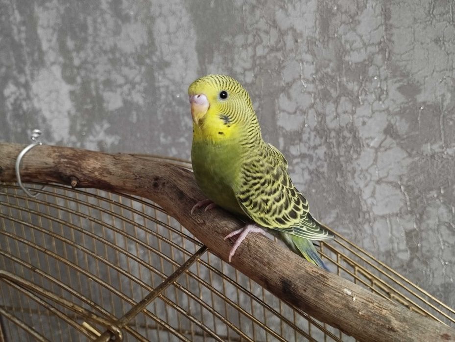 Молоденький попугайчик-волнистик.