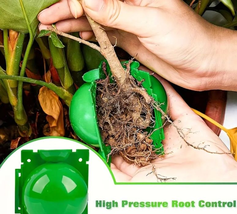 Кутия за развитие на корени