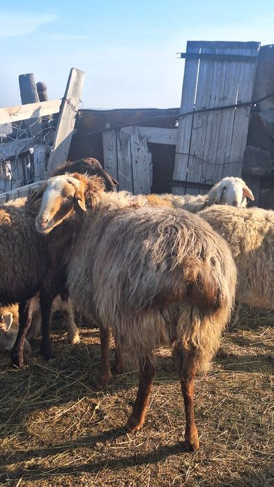 Қой сатам .срочна