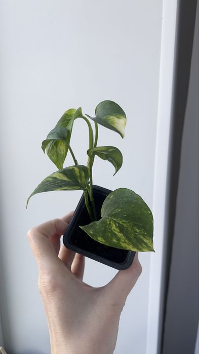 Голдфингер голдфингер