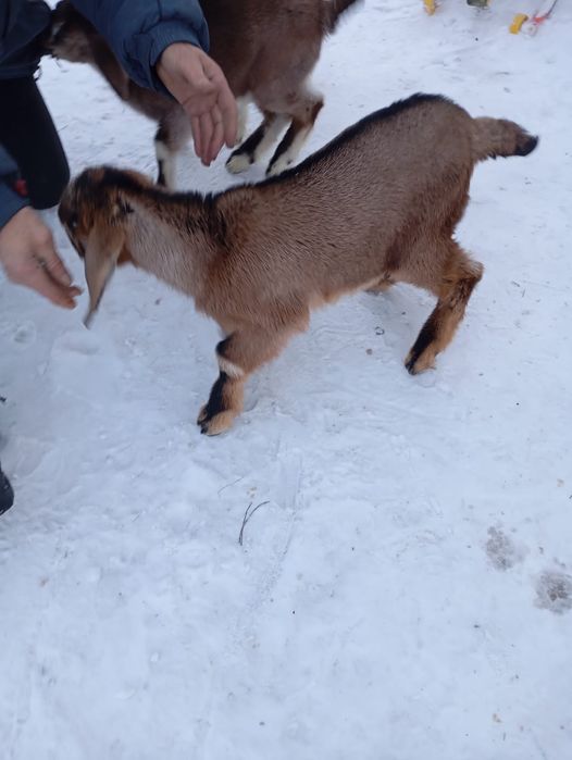 Козлята мальчики