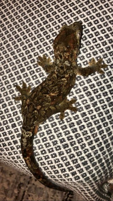 Soparla Chahoua gecko mainland si gargoyle gecko