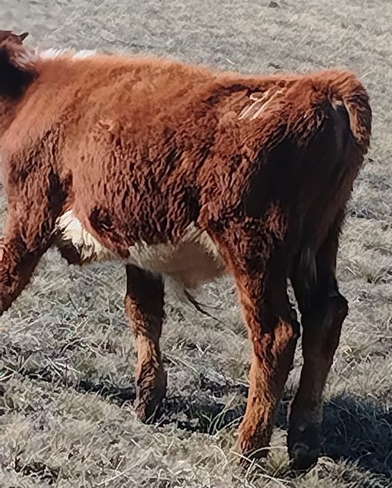 Бұқа сатылады  .