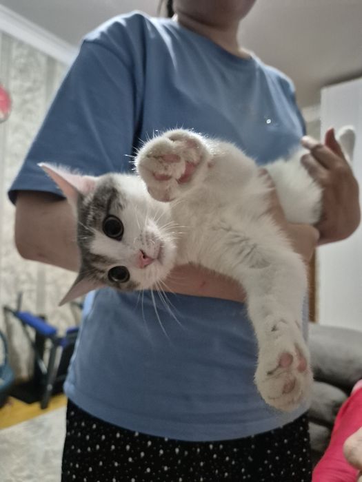 Котёнка бесплатно отдам