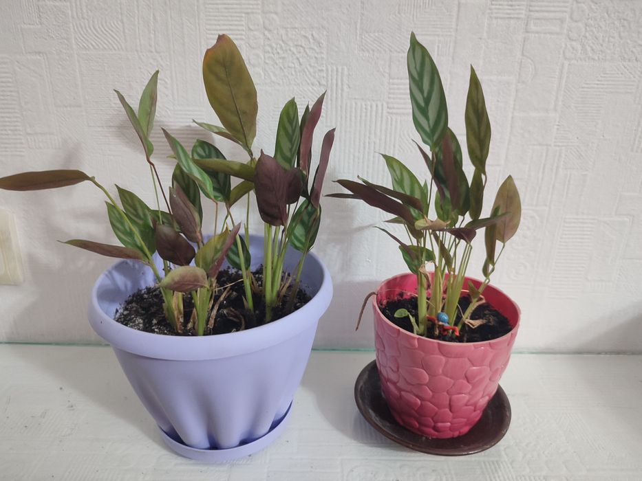 Продам комнатные цветы