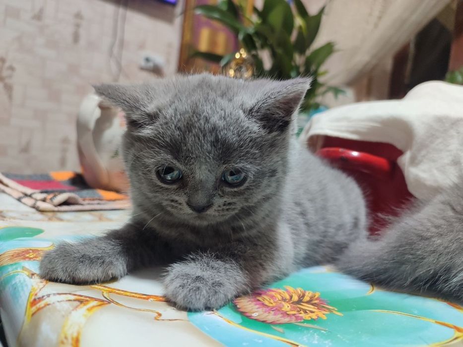 Mushuk zottor 1.5 oylik