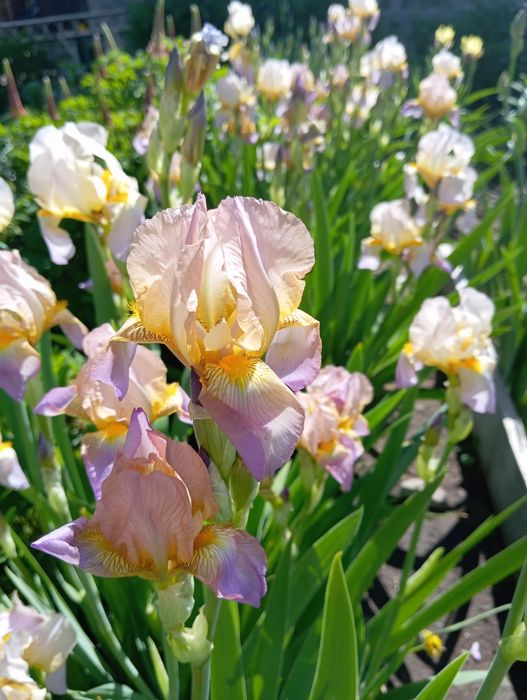 Ирис многолетние цветы