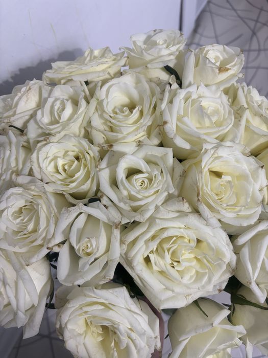 срочно продам 23 роза 70 см