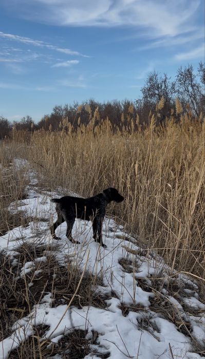 Рабочая сучка дратхаара