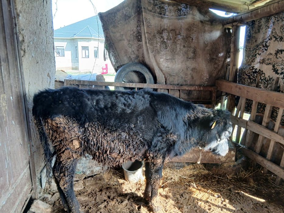 Животные корова и бык