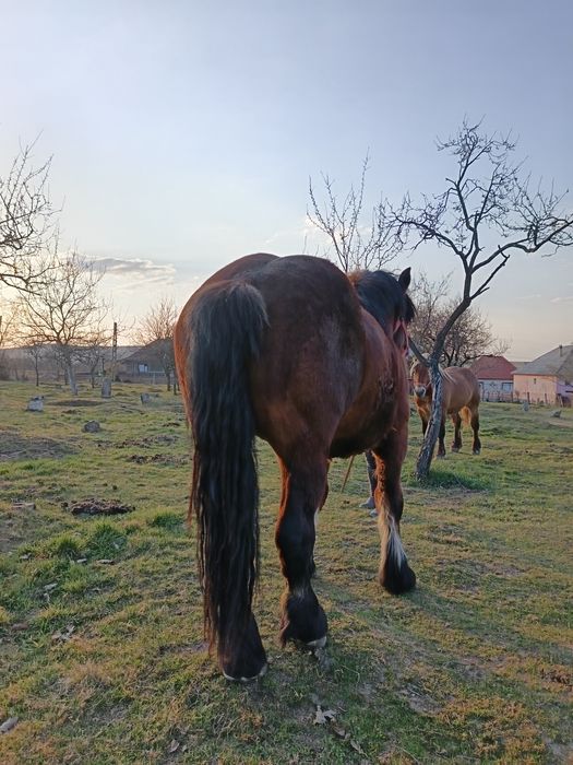 Harmăsar de vânzare.