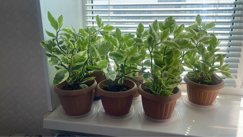 Комнатные цветы.