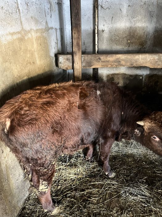 Продам быков молодняк