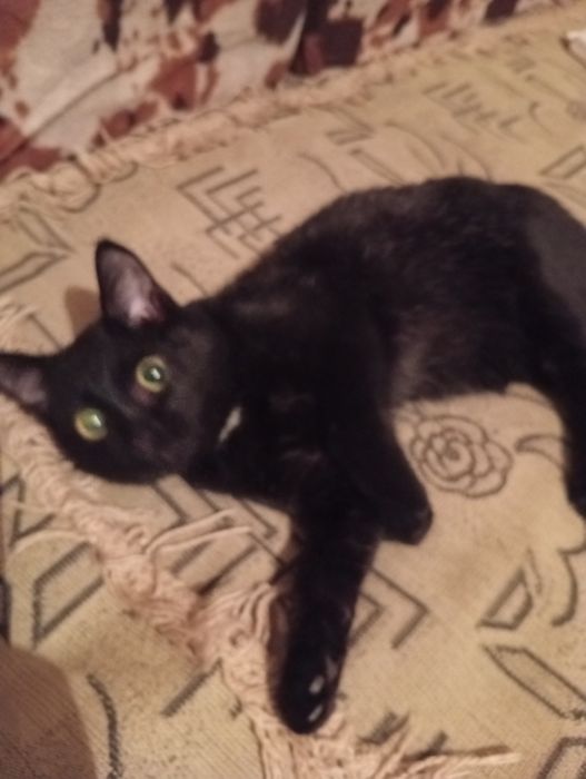 Отдам кошечку в добрые руки