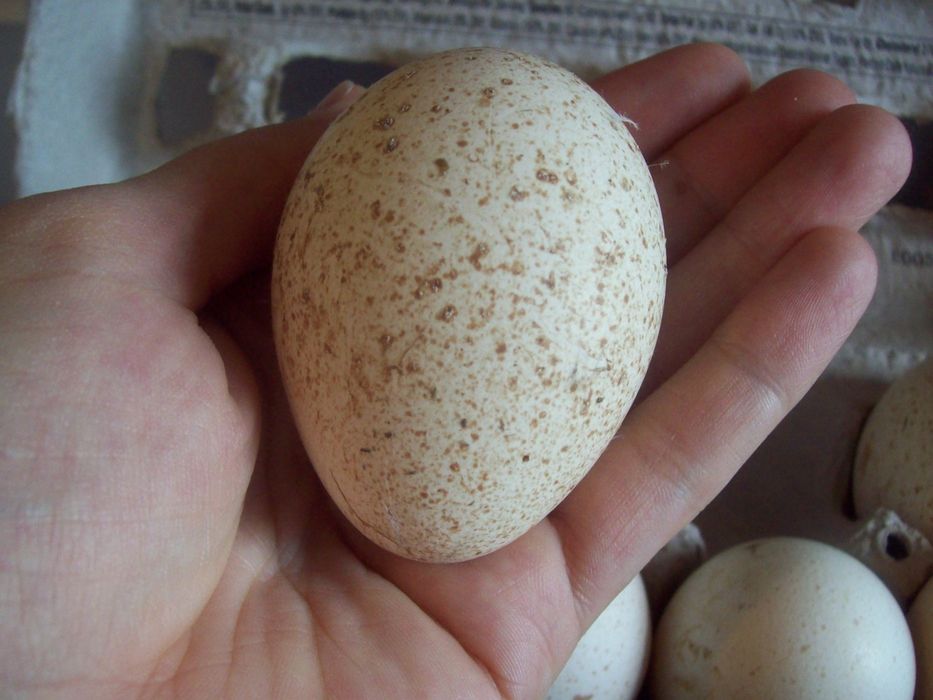 Индюк тухуми домашние