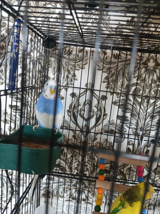 Продам попугаев с клеткой
