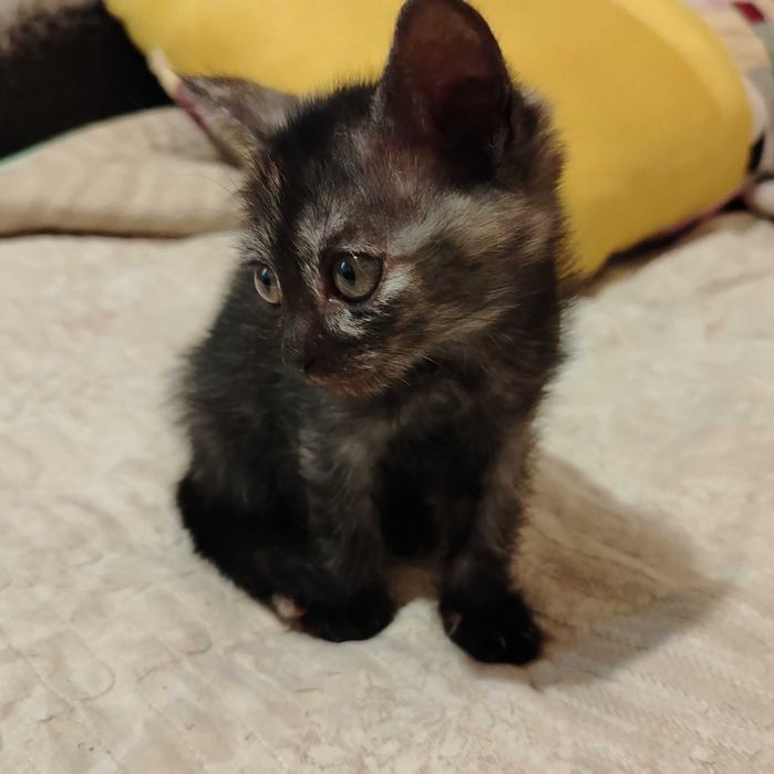 Котёнок Буся (черепаховый окрас)