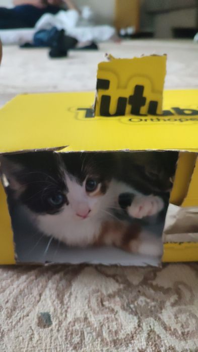 Котенок домашний