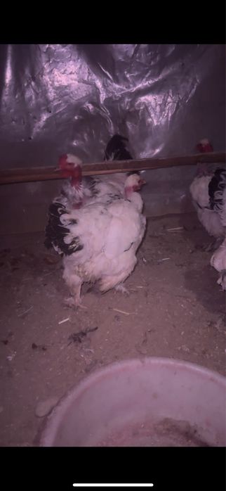 Тауық индаутка қаз