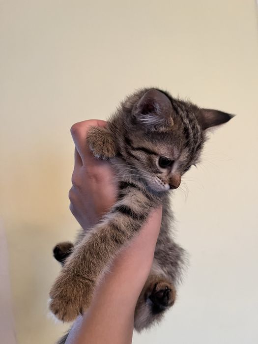 Ищем котятам хорошего хозяина