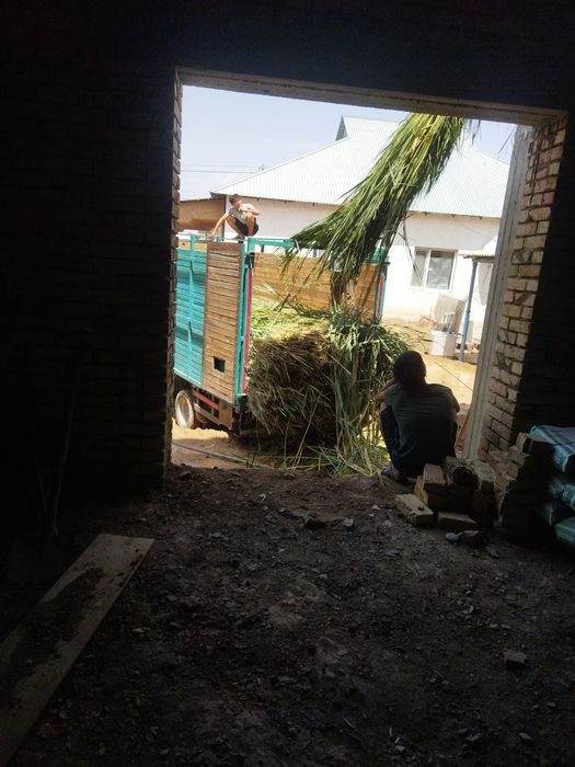 қамыс баубар бағасы 250тг