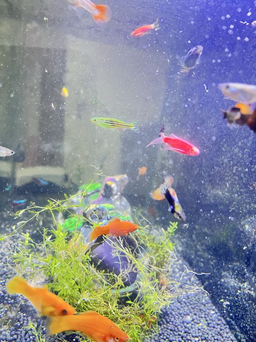 чорнийе Малинези гуппи и други