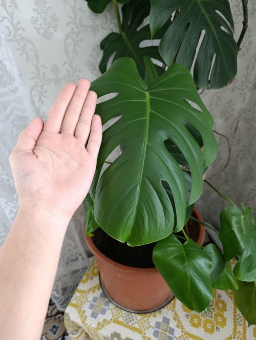 Monstera deliciosa