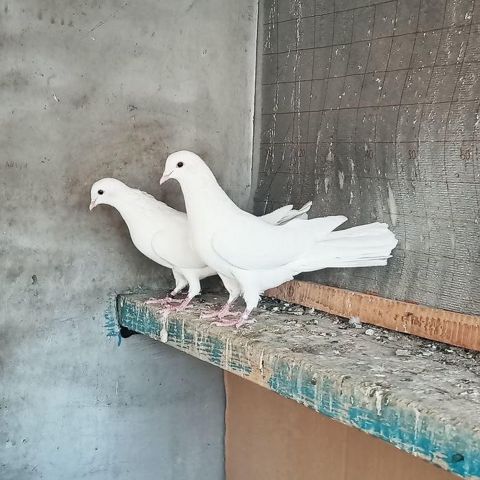 Широкахвостый сатылады Түркестанда