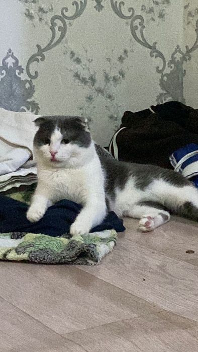 Кот Шотландский вислаухи пародисты