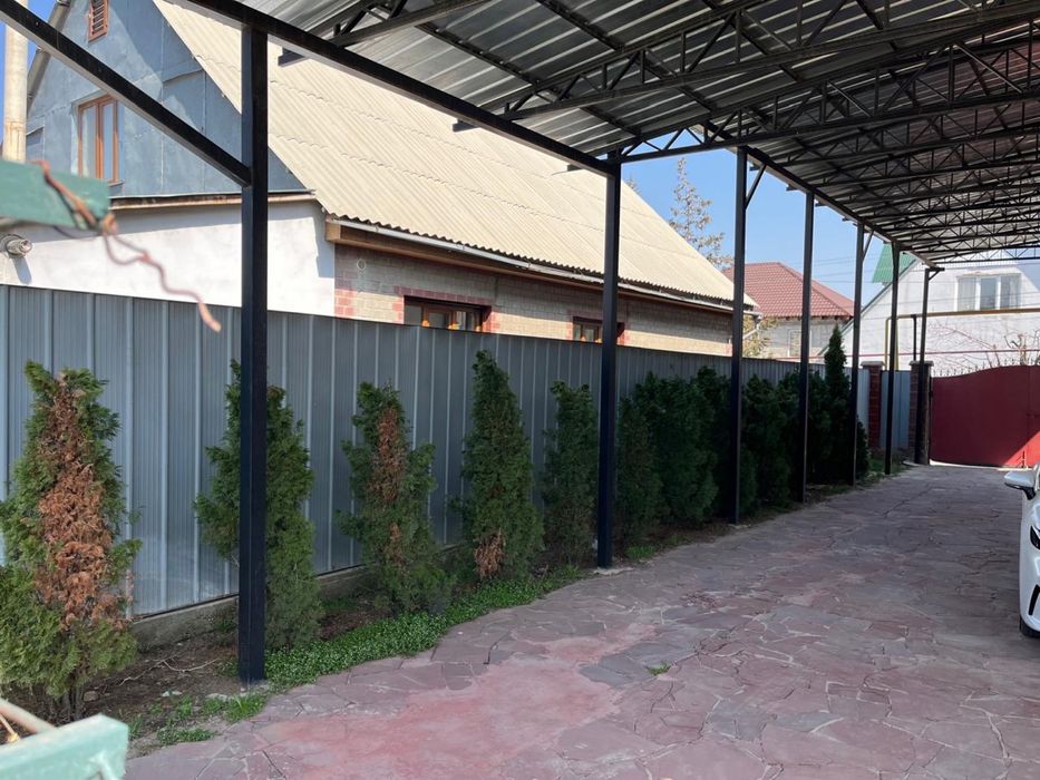 Западная туя 12штук