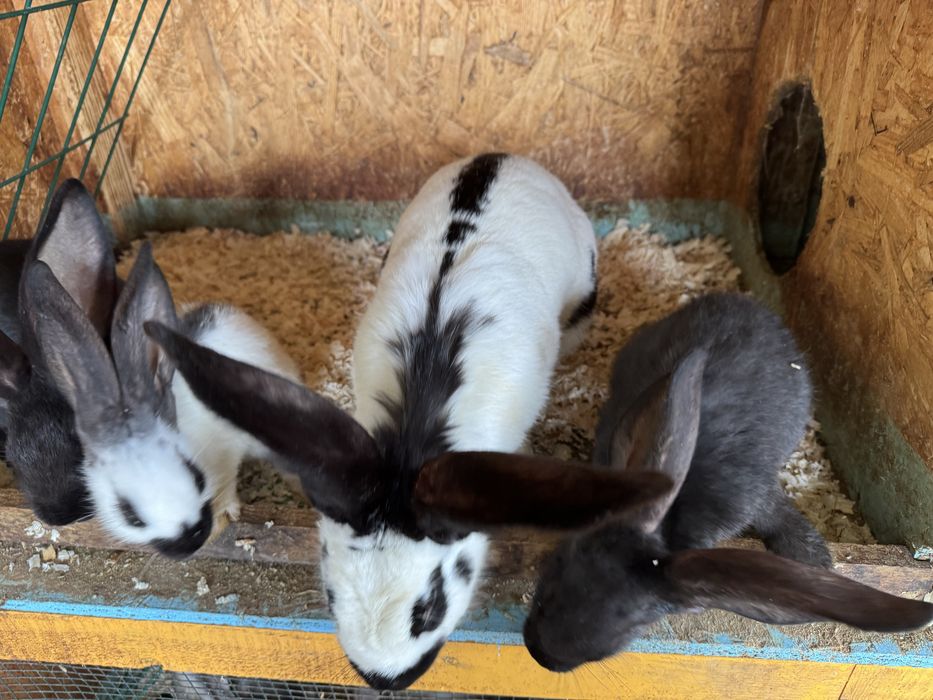 Iepuri Urias german gri si Fluture german