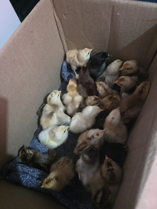 Продам цыплят  т