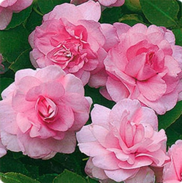 Продам комнатные цветы