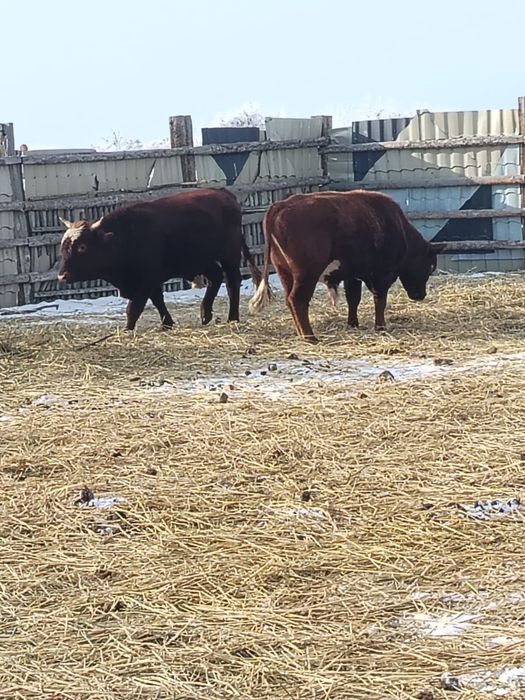 Бұқа сатамын 3бас