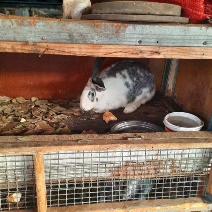 Продаю кур и кроликов