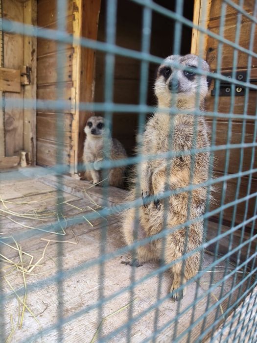 Vând suricate mature