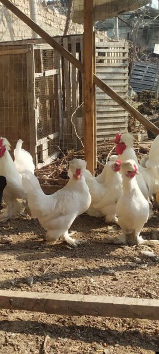 Ок двойка япон Тухумлари сотилади.