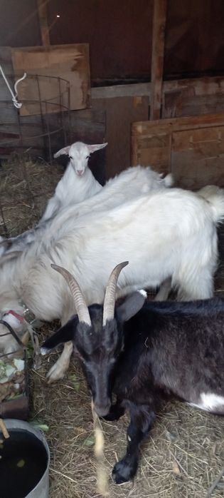 Продам коз.Взрослый козёл,две козы и двое козлят 1.5 месяцев.