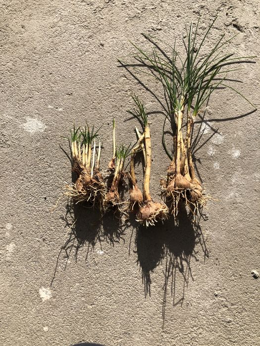 Продавам био Шафран реколта 2024