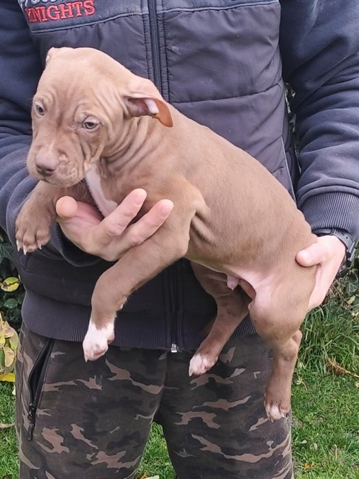 Питбул ред нос на 56 дни