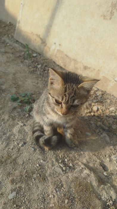 домашние котёнка