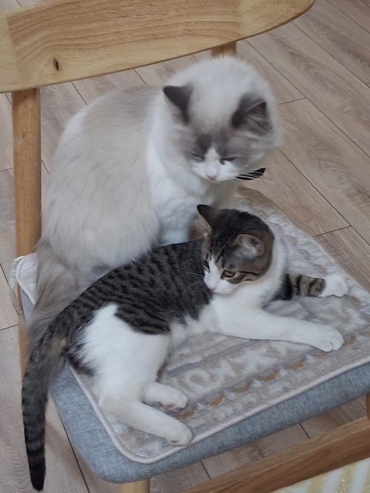 Отдам в добрые руки!