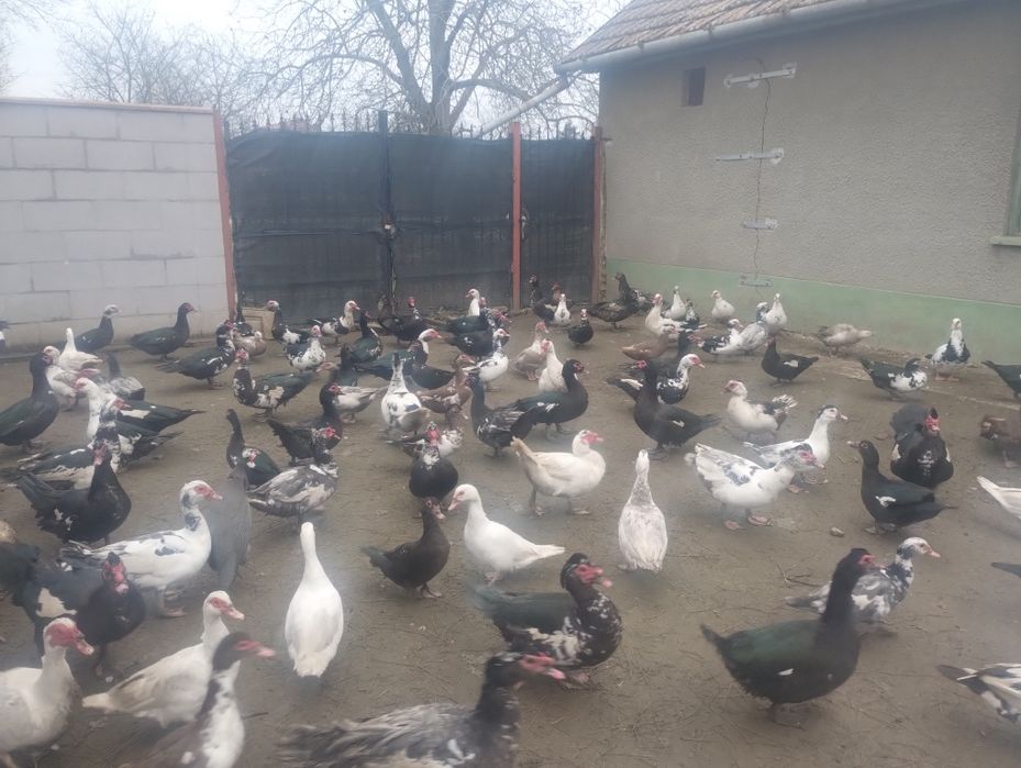 Vând/ schimb rațe și  rățoi