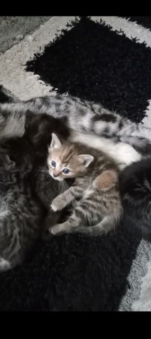 Отдам в добрые руки